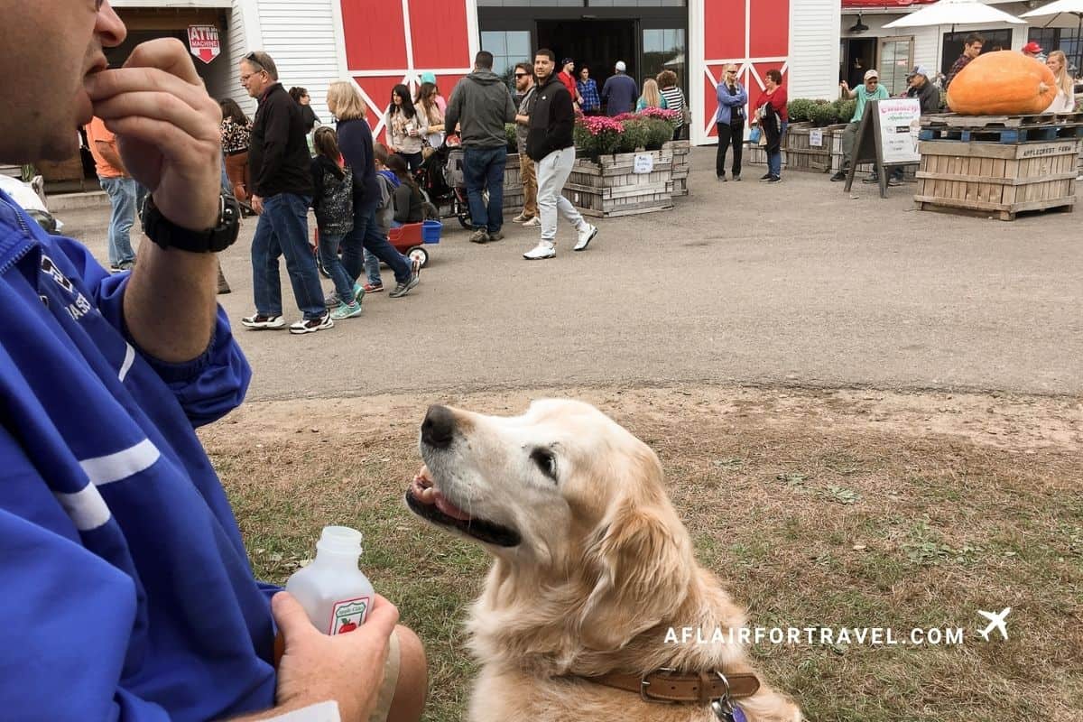 Golden retriever watching his owner drink apple cider, with the farm stand and giant pumpkin display in the background