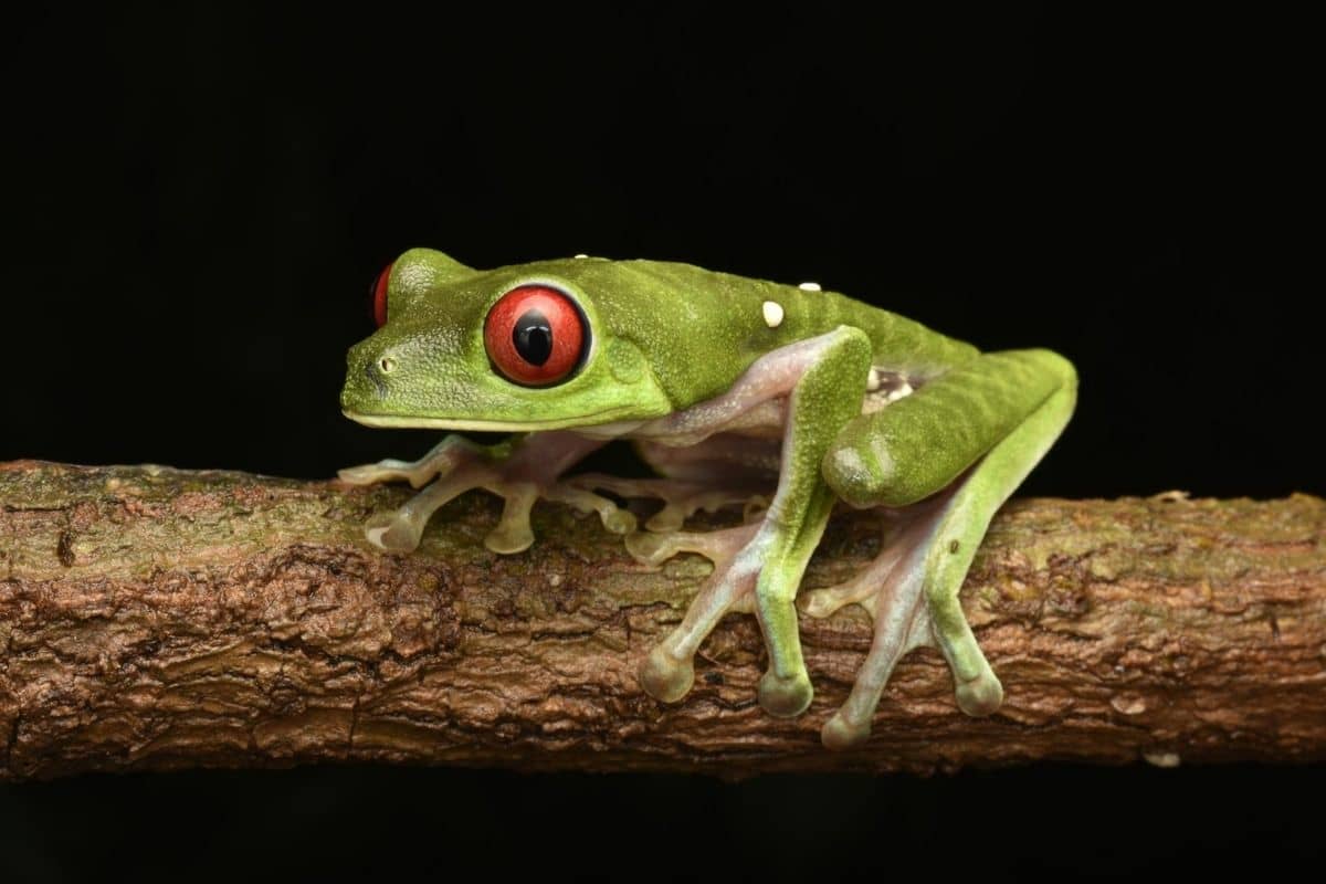 Red-eyed tree frog resting on a branch, a favorite nighttime find among things to do in Monteverde, Costa Rica