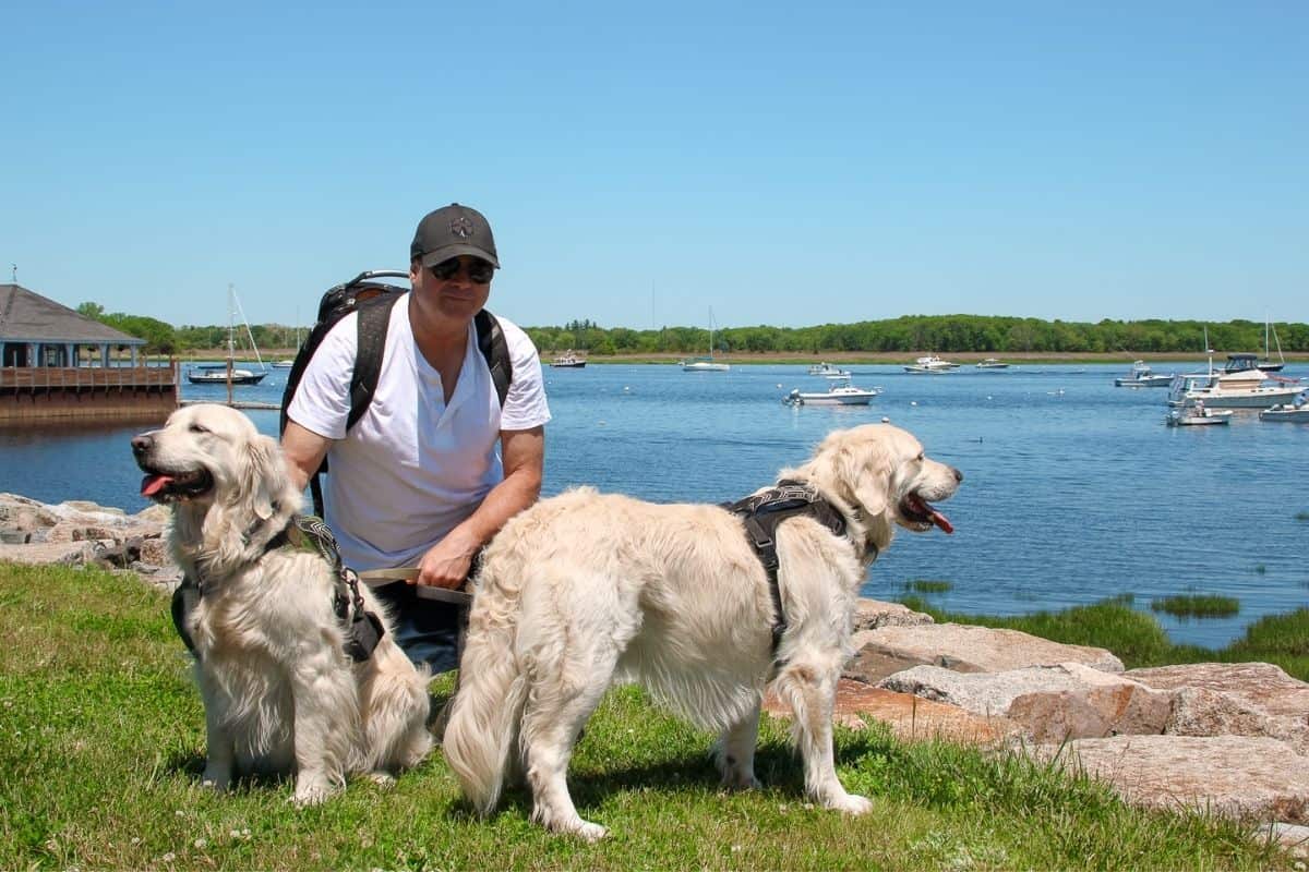 Man and two golden retrievers exploring the rocky shoreline on a dog-friendly Newburyport MA waterfront walk