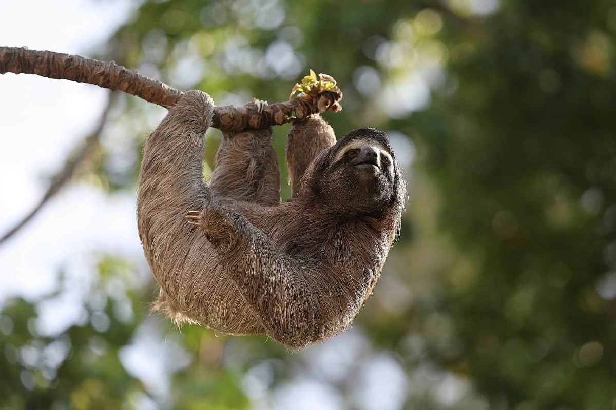 Brown-throated sloth hanging from a tree in a Costa Rica rainforest