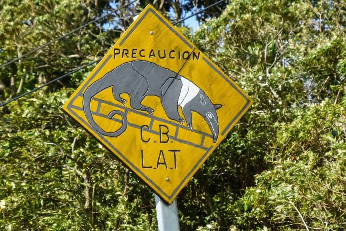 Roadside sign warning of anteaters crossing, a detail worth knowing before driving in Costa Rica