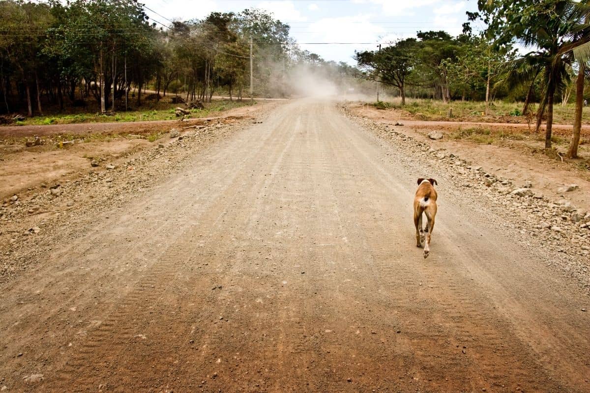Dog walking down a dusty gravel road in rural Costa Rica