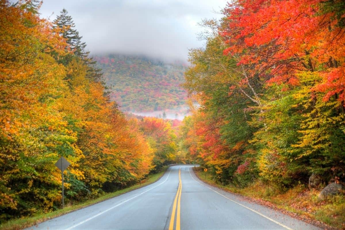 Fall foliage tunnel along a winding White Mountains road, New Hampshire
