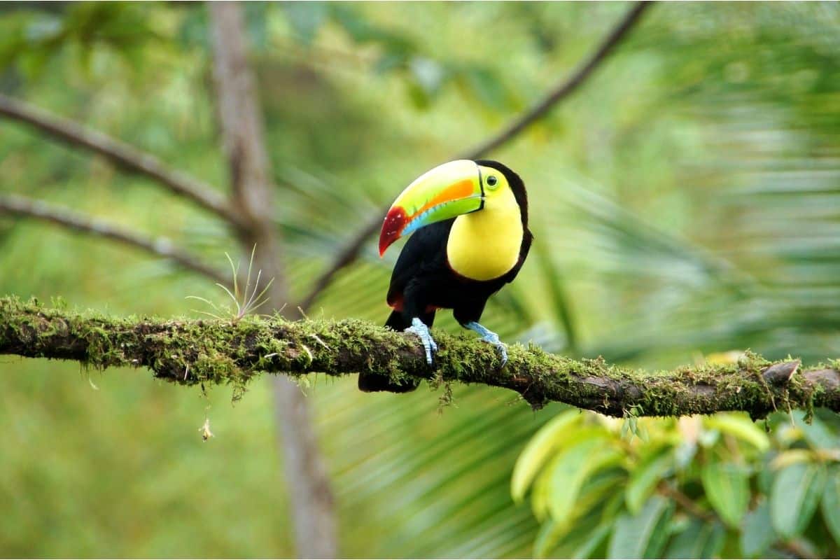Keel-billed toucan perched on a moss-covered branch in a Costa Rica rainforest