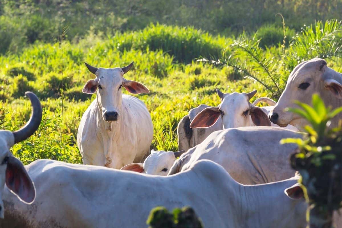 Herd of cattle grazing in a grassy Costa Rican pasture, a common roadside hazard when driving in Costa Rica