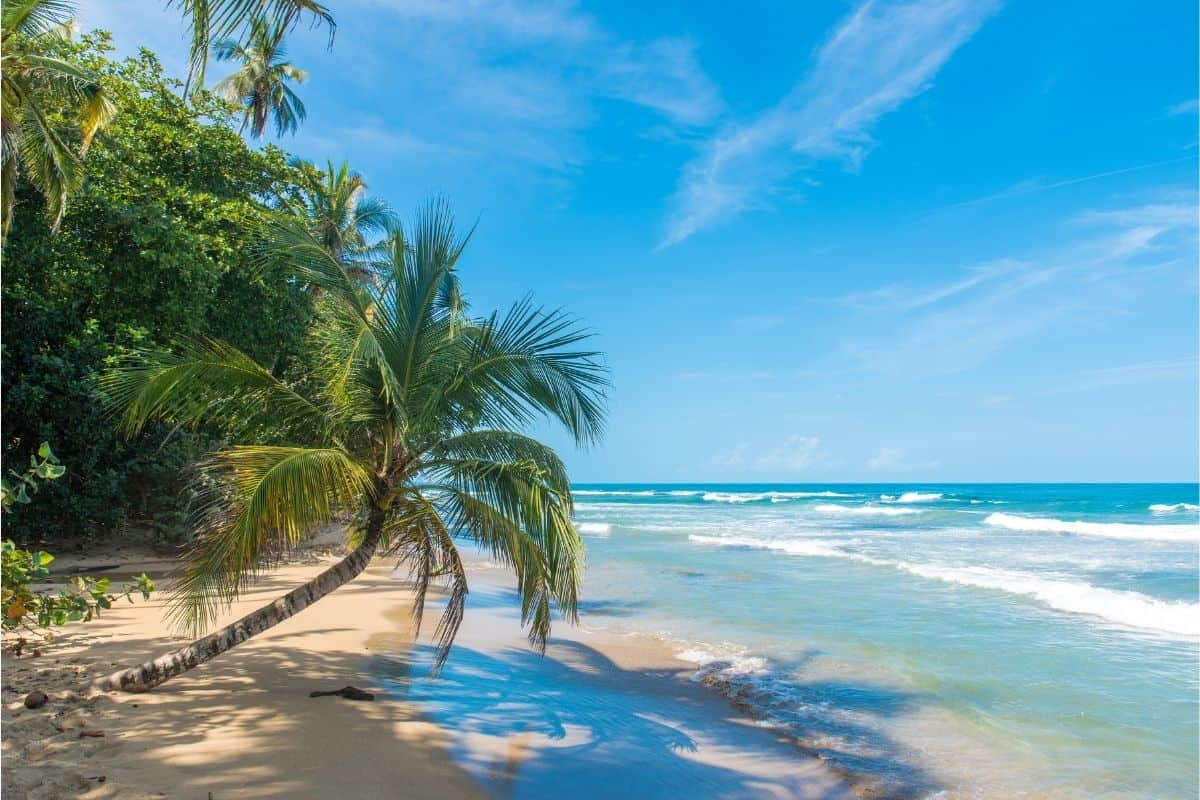 Palm tree leaning over a quiet sandy beach on Costa Rica's coast
