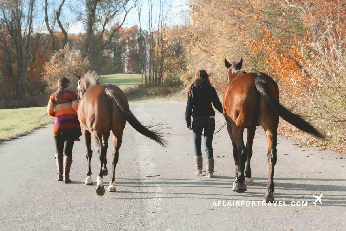 Riders walking their horses, one of the fun New Hampshire fall activities that lets you enjoy the foliage.