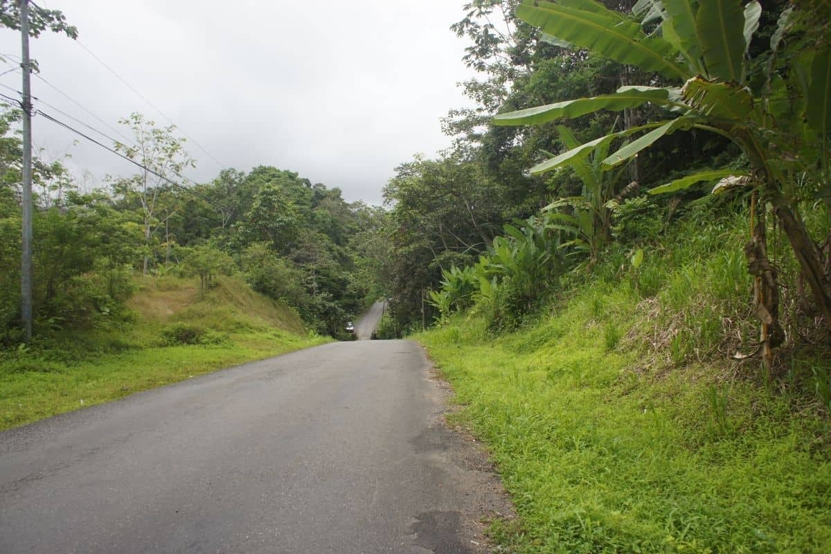 Paved road through lush rainforest with banana leaves along the roadside