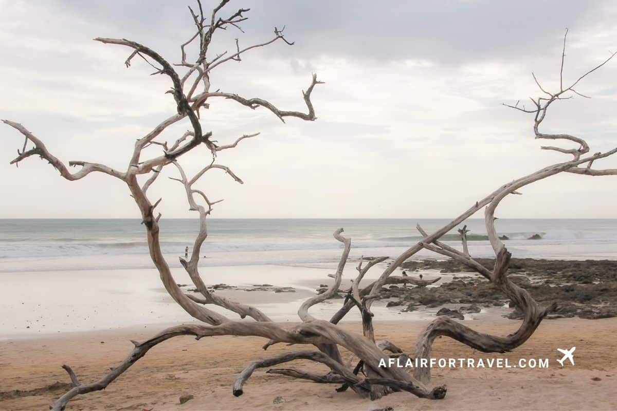 Weathered driftwood on the beach at sunset in Costa Rica