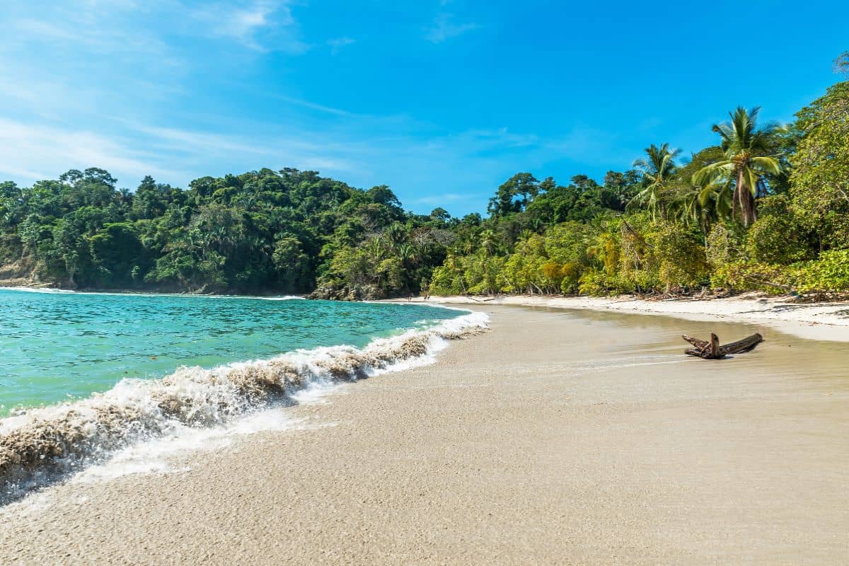 Turquoise waves rolling onto a white sand beach lined with palm trees and rainforest in Manuel Antonio