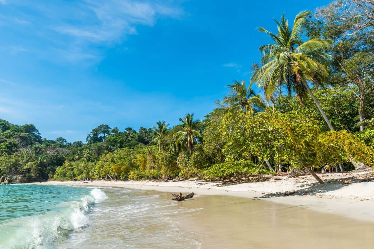 Palm trees and a driftwood log on a sandy beach at Manuel Antonio National Park