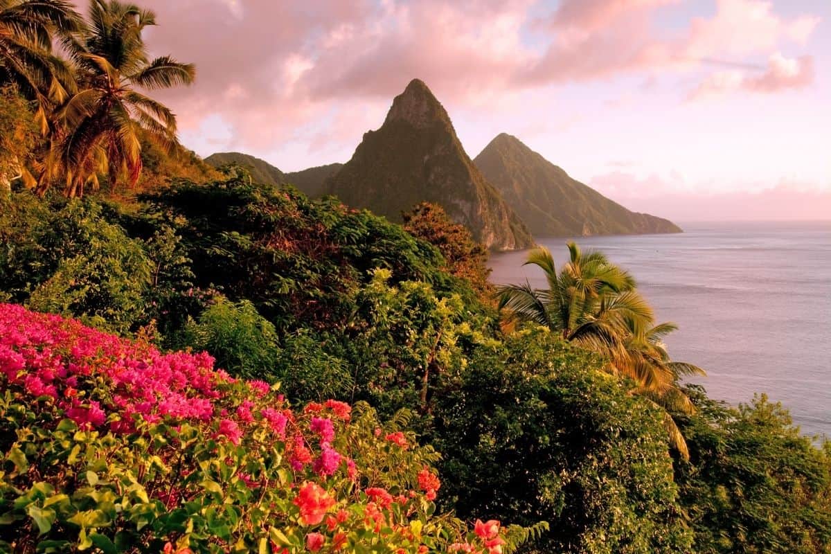The Pitons at sunset framed by pink bougainvillea